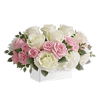 Ivory Blossom Radiance