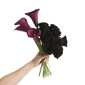 Elegant Calla Lilies
