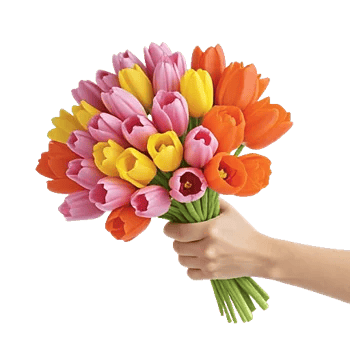 Velvet Tulip Display