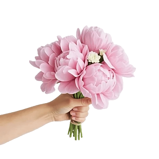 Peony Petal Harmony