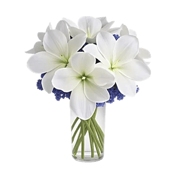 Ivory Blossom Radiance