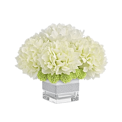 Ivory Blossom Radiance