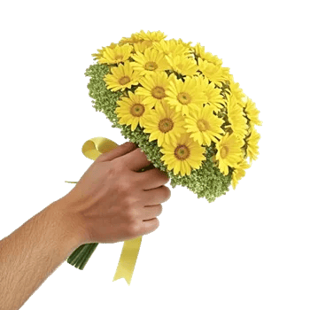 Enchanting Daisy Garden