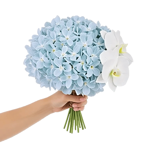 Sapphire Bloom Whisper