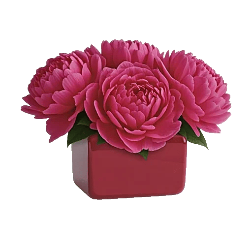 Petal Radiance Bliss