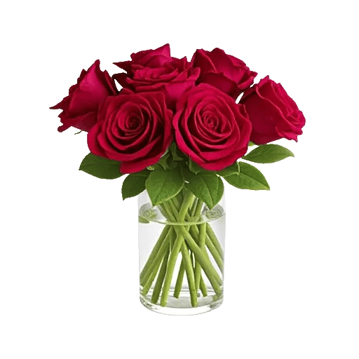 Radiant Rose Symphony