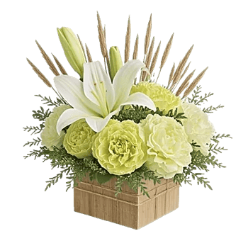 Ivory Blossom Radiance