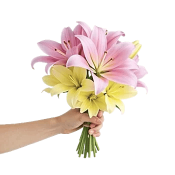 Blossom Harmony Display