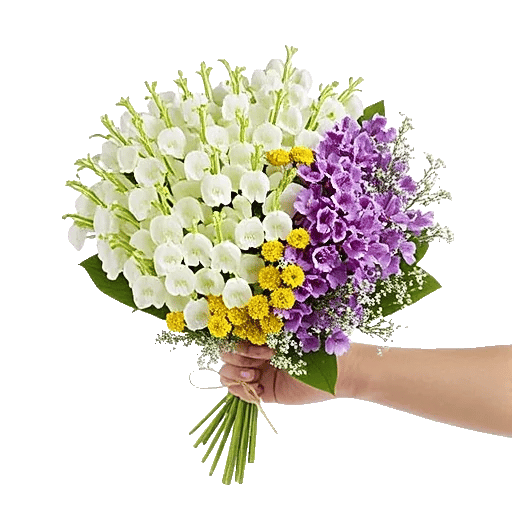 Ivory Blossom Radiance