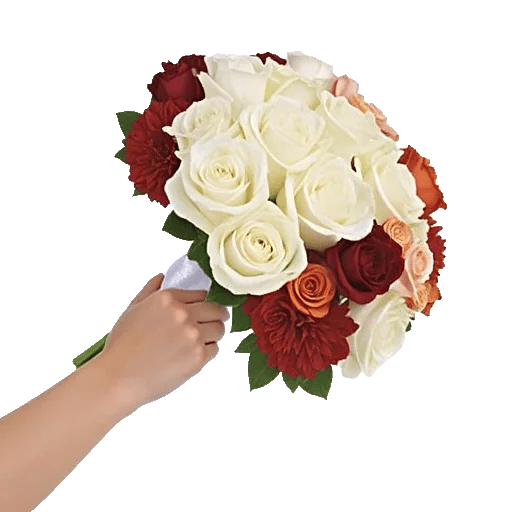 Blushing Rose Symphony