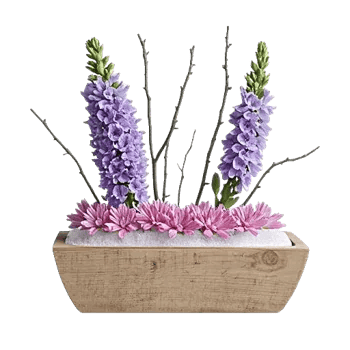 Lavender Fields Forever