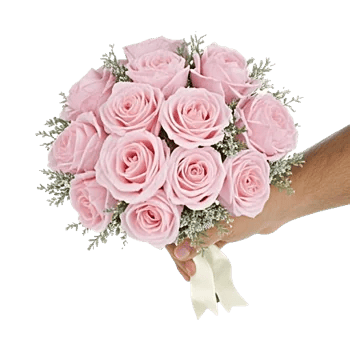 Pastel Pink Roses