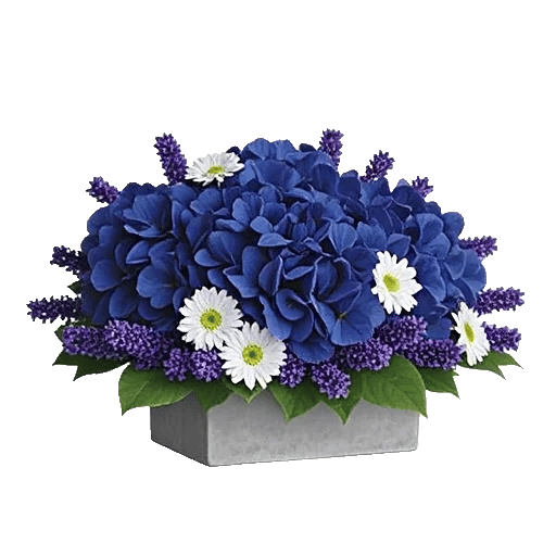 Sapphire Bloom Whisper