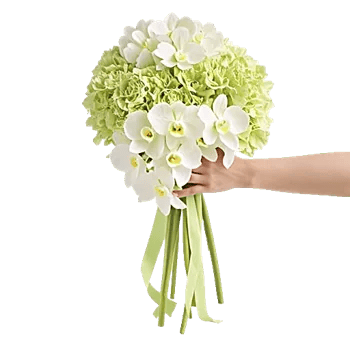 Minimalist White Orchids