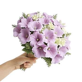 Blushing Rose Symphony