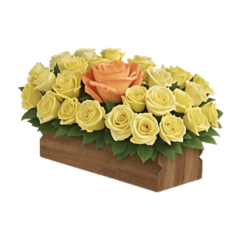 Radiant Rose Symphony