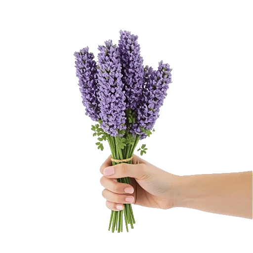 Lavender Bloom Grace