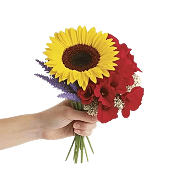 Twinkling Sunflower Dance