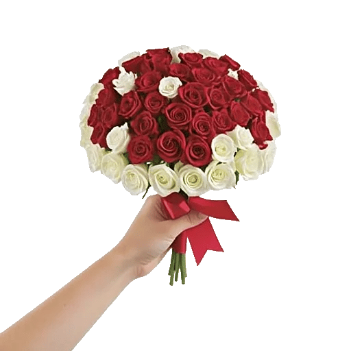 Blushing Rose Symphony