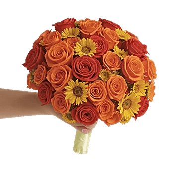 Blushing Rose Symphony