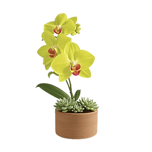 Serenity Orchid Bloom