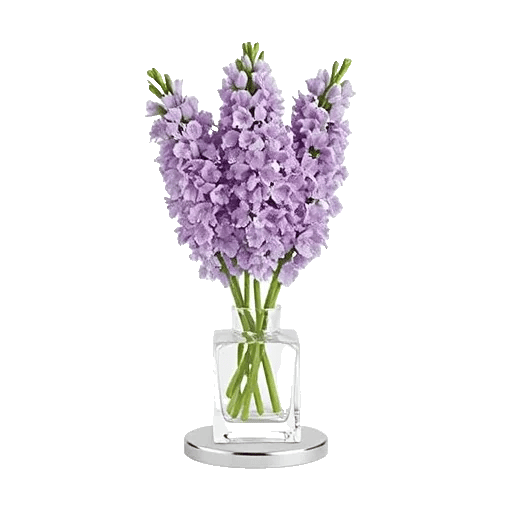 Ivory Blossom Radiance