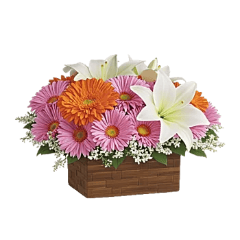 Vibrant Orange Delight