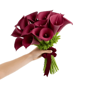 Elegant Calla Lilies