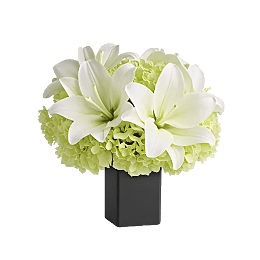 Ivory Blossom Radiance