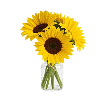 Twinkling Sunflower Dance