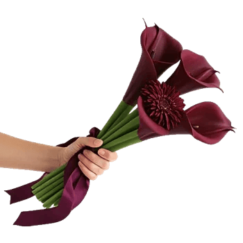 Elegant Calla Lilies
