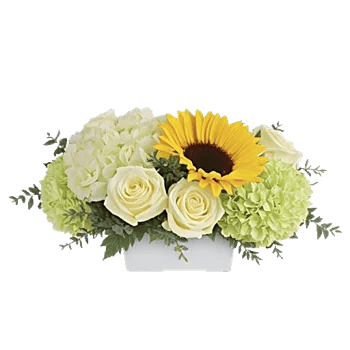 Amber Sunflower Glow