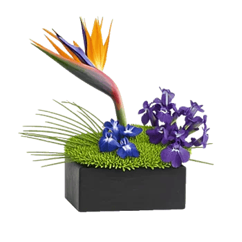 Minimalist White Orchids