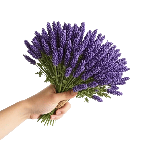 Lavender Bloom Grace