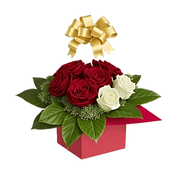 Crimson Rose Elegance