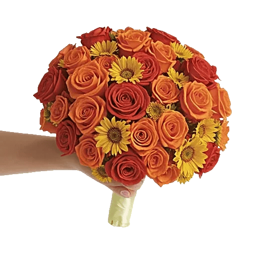 Blushing Rose Symphony