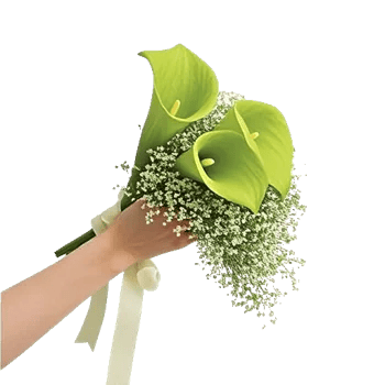Elegant Calla Lilies