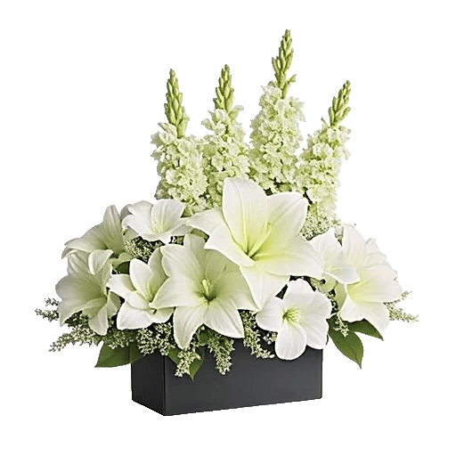 Modern White Orchids