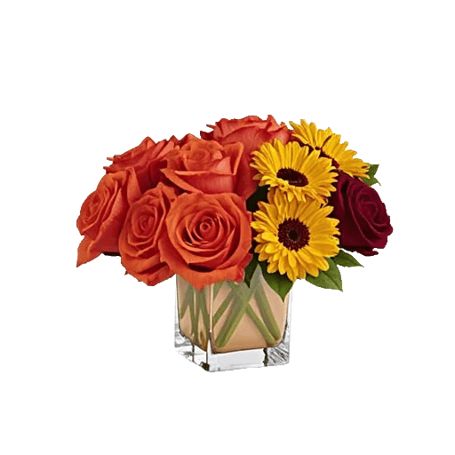 Radiant Rose Symphony