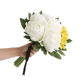 Peony Petal Harmony