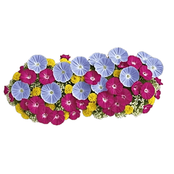 Dewy Morning Blossoms