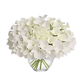 Modern White Orchids