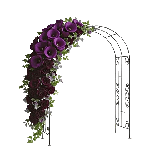 Elegant Calla Lilies