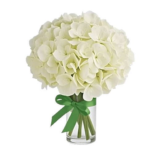 Ivory Blossom Radiance