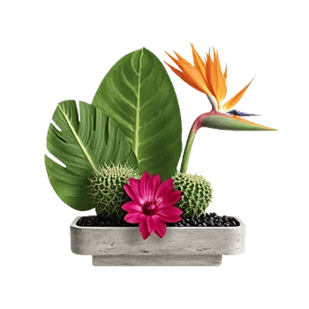 Petal Radiance Bliss