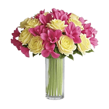 Petal Radiance Bliss
