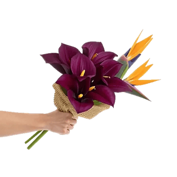 Elegant Calla Lilies