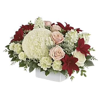 Ivory Blossom Radiance