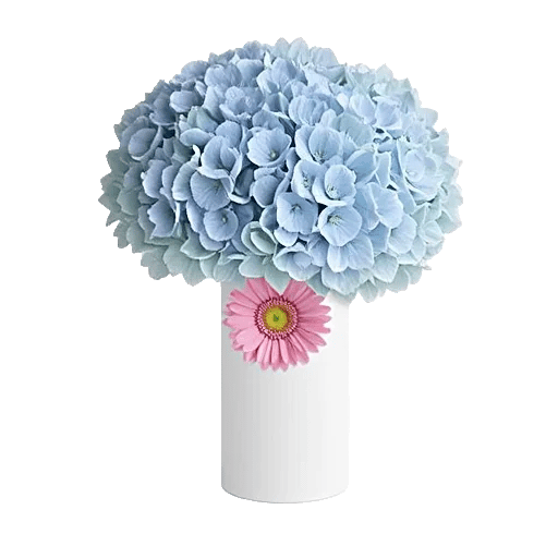 Serene Petal Harmony