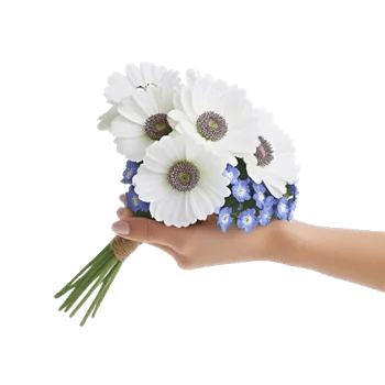 Serene Petal Harmony